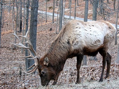 elk stag ...lovely antlers