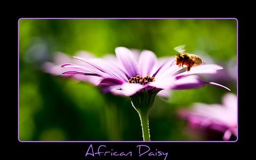 African Daisy & Bee