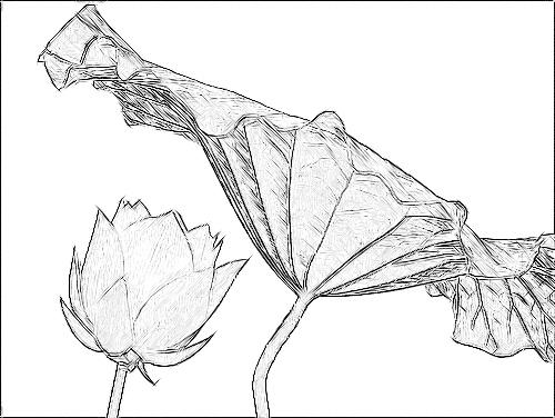 Lotus Flower Sketch - IMGP3823