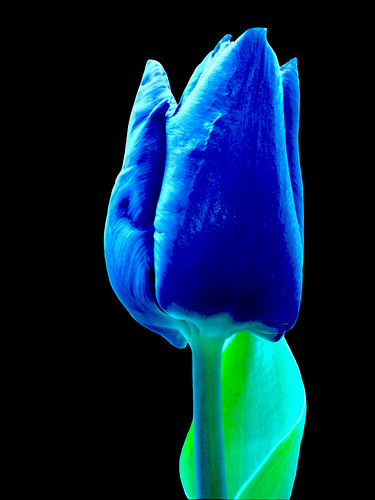 blue tulip character