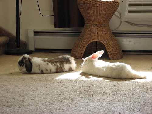 gus and betsy in the sun (sort of)