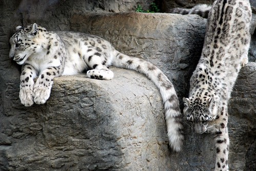 My First Snow Leopards