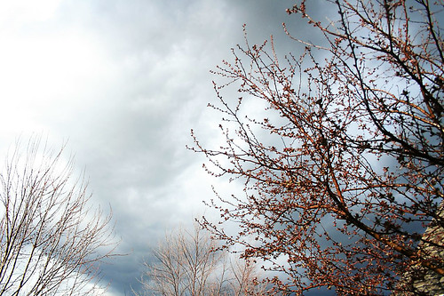 clouds through my cherry tree