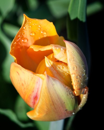 Peach Tulip 2 (by Silver Image)