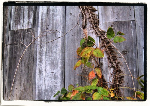 poison ivy vine pictures. Poison Ivy Vine, early autumn. Growing along the wall of a weathered old shed in Shawnee, Kansas. It may be pretty, but it#39;s still poison ivy - don#39;t touch!