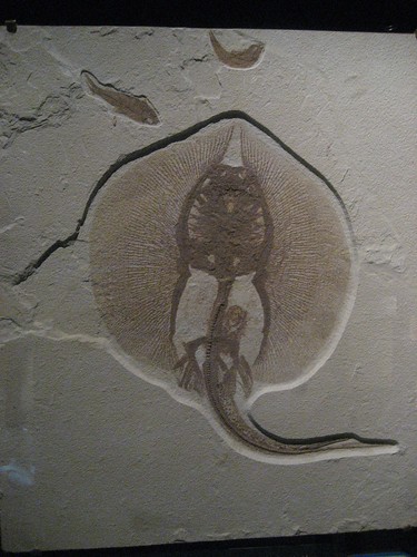 Fossilized Pregnant Ray