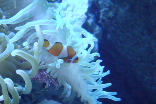 Nemo! (Clownfish) @ EPSON Shinagawa Aqua Stadium