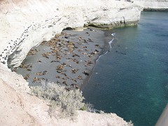 Leones marinos en Punta Loma