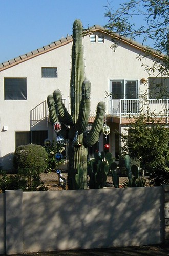 Xmas Cactus