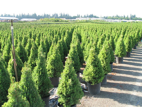 japanese maple dwarf varieties. Dwarf Alberta Spruce (Picea