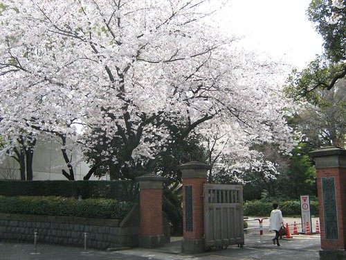 Cherry blossoms 3