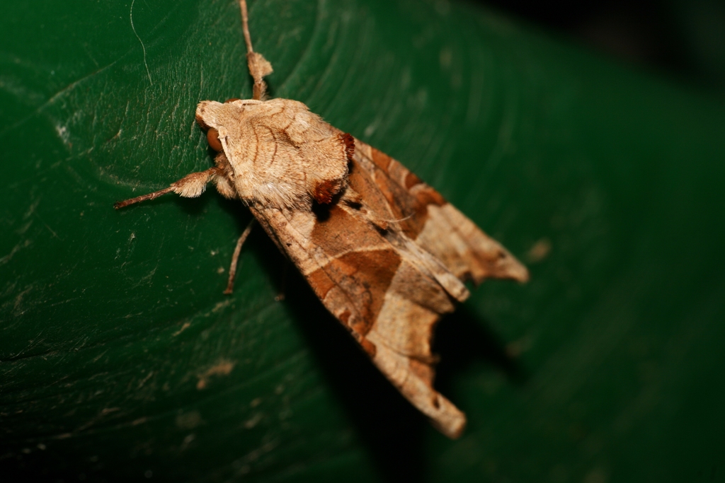moth-1