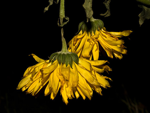 Picture of withered yellow calendula flowers (pot marigold)