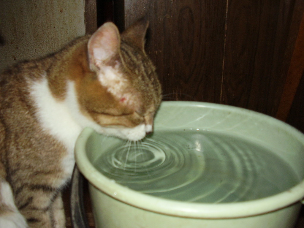 котка жажда