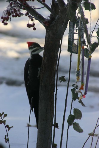 Pileated Woodpecker on Cherry Tree