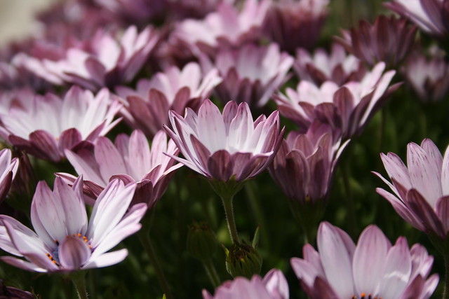 Des Marguerites violets