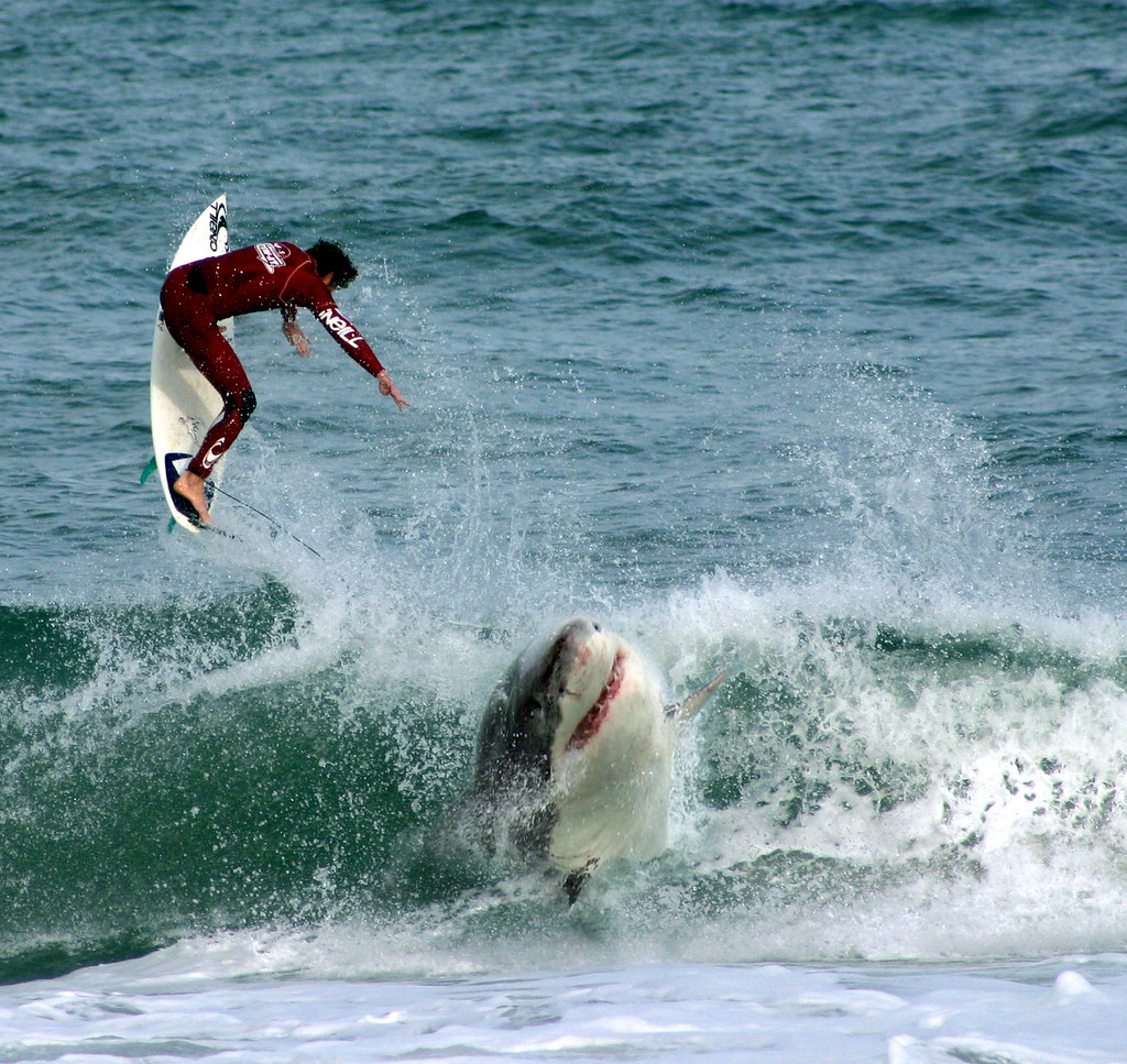 shark-vs-surfer