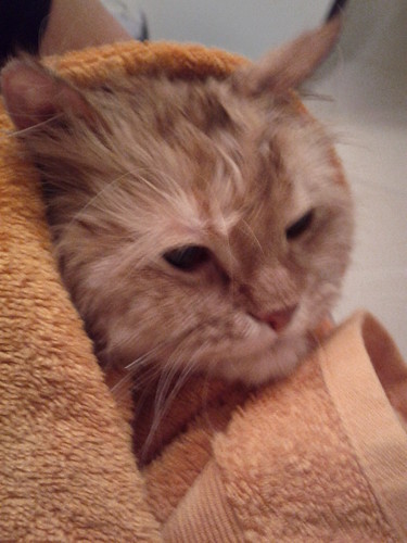 Shoko, after a bath