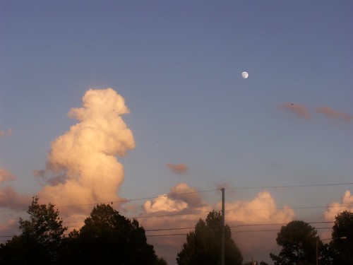 Moon, Clouds, Trees, and Dragonfly