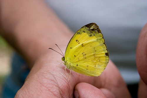 A butterfly on a hand