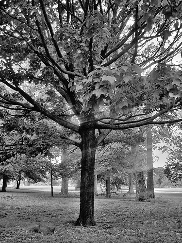 black and white tree photos. lack and white tree.