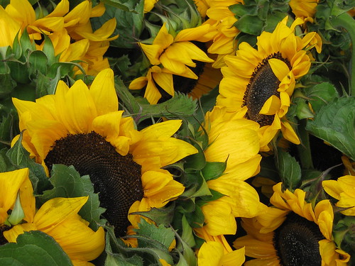 Chicago- Sunflower Group