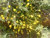 wildflowers fournes hania chania
