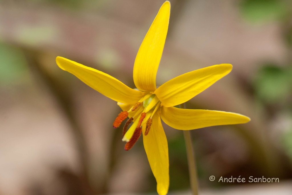 Trout lily (Erythronium americanum)-10.jpg