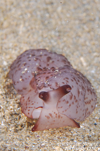 芝麻麻糬海蛞蝓