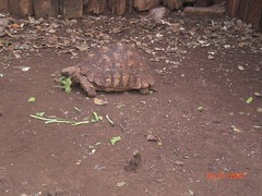 Mealtime for the tortoises
