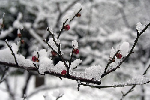snow berries