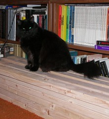 Kat on wood