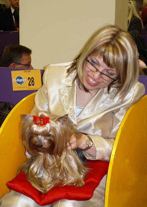 Yorkshire Terrier #28, Westminster Kennel Club Dog Show, Madison Square Garden, NYC