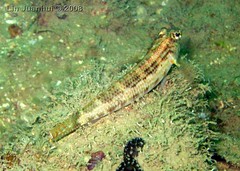IMG_3969 goby