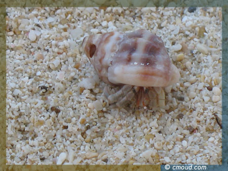a closeup view of a shell at Punta Bulata
