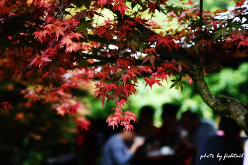 今春的台北奧萬大楓葉又紅了