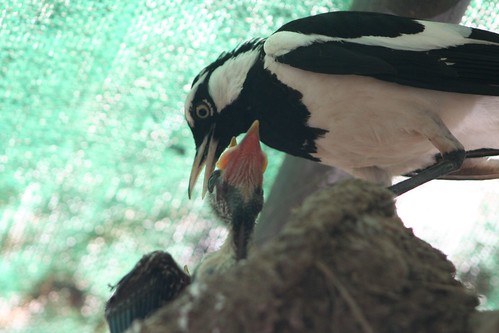 Australian Magpie-Lark chicks being fed