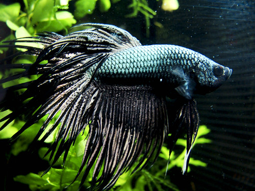 Betta male 1 by bored-now.