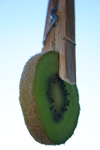 kiwi 5