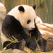 As some of you may know by now, Mei Sheng recently escaped his enclosure and was involved in a fight at Wolong.