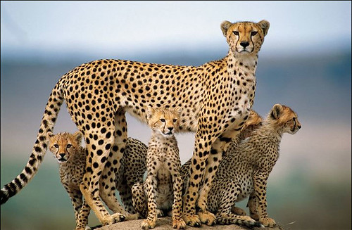 Cheetah Family.jpg