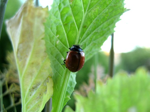 2008-05-14_ladybug.jpg