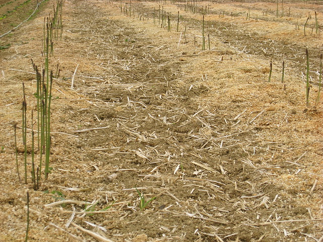 Beds of Asparagus
