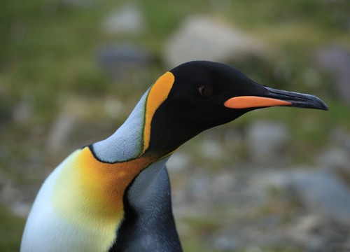 King Penguin at St. Andrews Bay, South Georgia