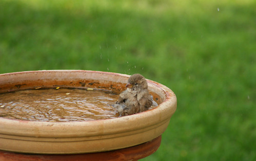Bathing sparrow chick