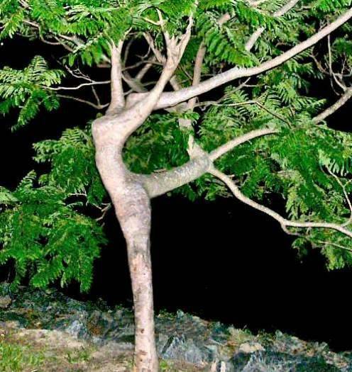 tree dancer.jpeg
