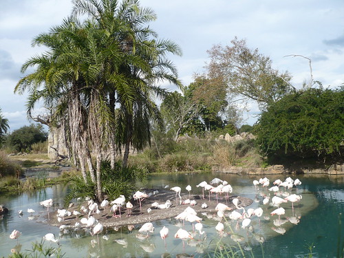 Disney's Animal Kingdom Flamingos