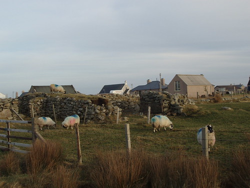 Sheep in croftland in the village