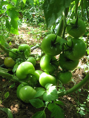 cultivo de tomate expression