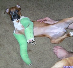 Cash the injured boxer puppy